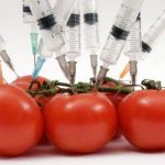 organisme-modificate-genetic organisme-modificate-genetic