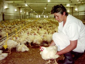 ferma gaini