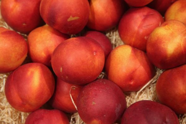 nectarine
