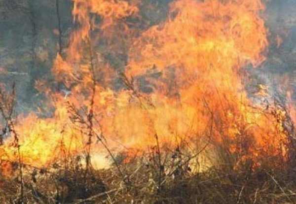 652x450_093154-incendii-de-vegetatie-