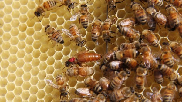 apicultura 1