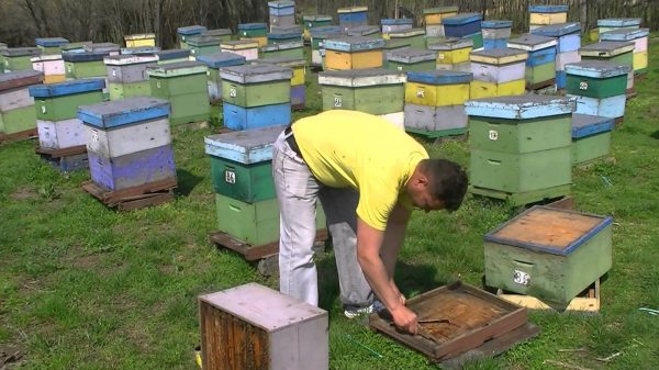 apicultura 1