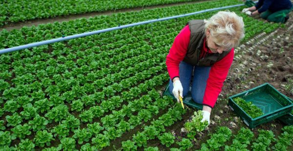 agricultura 1