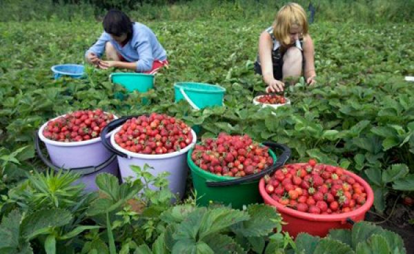 agricultura