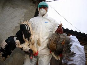 Infectarea cu virusul H5 al gripei aviare a fost confirmata in cazul probelor prelevate de la pasari in localitatile Dudescu si Bumbacari din judetul Braila. Autoritatile au instituit carantina si au dispus sacrificarea a 8.000 de pasari din 400 de gospodarii la Dudescu si 250 de pasari din sapte gospodarii la Bumbacari.