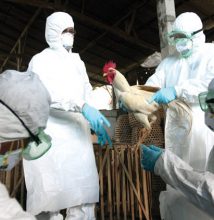 FILE - In this Thursday, April 26, 2012 file photo, Balinese government officials prepare to cull chickens as a precautionary measure to prevent the spread of bird flu, at a market in Denpasar, Bali, Indonesia after an 8-year-old boy died from bird flu. The virus rarely infects people, but scientists are worried it could mutate and spread more easily. On Wednesday, May 2, 2012, a scientific journal published a study showing how scientists created their own lab-made bird flu virus. The experiment was an effort to figure out how to thwart a global epidemic. (AP Photo/Firdia Lisnawati)