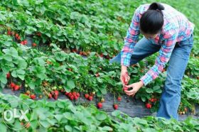 agricol 1