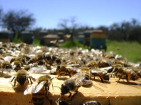 apicultura-1