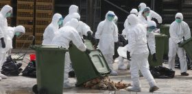 epa04044994 Hong Kong Health Department workers are seen disposing dead chickens during a cull of 20,000 chickens, in the wake of a discovery of the H7N9 bird flu virus in a batch of live birds imported to the city from the southern Chinese province of Guangdong, Hong Kong, China, 28 January 2014. The Hong Kong government also announced it would suspend imports of fresh poultry from mainland China for 21 days.  EPA/ALEX HOFFORD