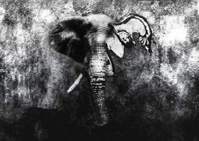 TNC Elefantul din camera (2)