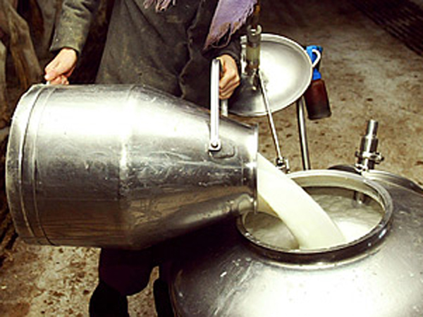 WAKEFIELD, PA - OCTOBER 22:  Amish girl Elizabeth Stoltzfus pours milk after a mass cow milking October 22, 2003 in Wakefield, Pennsylvania. The Amish, traditionalist farmers who spurn machinery and other modern conveniences, live off the land much as they have for centuries in various communities in rural Pennsylvania and Ohio, and now live side-by-side with modern Americans. Amish children start work on the farm early, often milling about the barn almost as soon as they can walk.  (Photo by Chris Hondros/Getty Images)