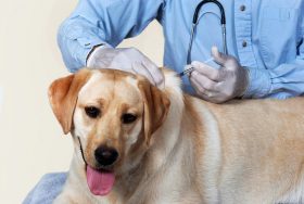 Dog Getting Vaccination