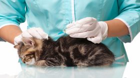 vaccin pisica