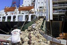 Thousands of sheep are herded into the Mawashi Al-Gasseen cargo ship 14 January, 2001 in Montevideo, bound for Saudi Arabia. Export of Uruguayan sheep to Saudi Arabia dates from the beginning of the 1990s.    AFP PHOTO/Miguel ROJO.