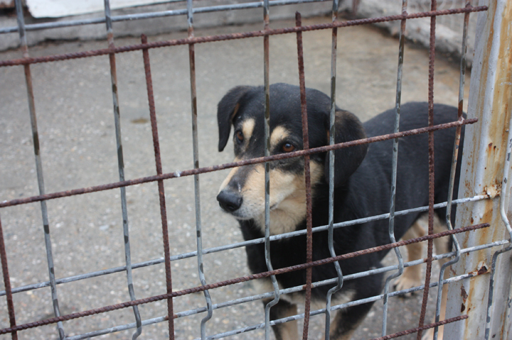 Prietenii animalelor de intalnire a site ului