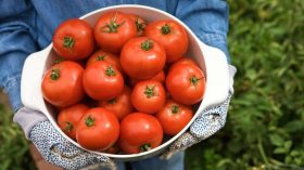 subventie-tomate-rosii-in-solar