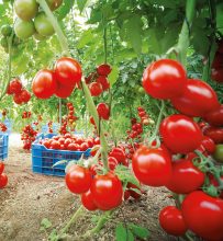 Jorge Marin Ruiz erntet Tomaten, deren Saatgut Nunhems-Forscher mit einer natürlichen Resistenz gegen Tomaten-Viren ausgestattet haben. Bildquelle: Bayer CropScience AG Bild Verwertung: Nutzung mit Quellenvermerk für redaktionelle Beiträge über den Bayerkonzern gestattet. Die kommerzielle Weitergabe an Dritte ist unzulässig. ----------------------------------------------- Jorge Marin Ruiz harvests tomatoes grown from seeds which Nunhems researchers modified to give them a natural resistance to tomato viruses. Photo credit: Bayer CropScience AG Photo use: Photo may be used to accompany reports on Bayer provided the source is mentioned. Resale to third parties is prohibited.