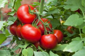 Growth tomatoes