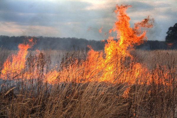 incendiu vegetatie